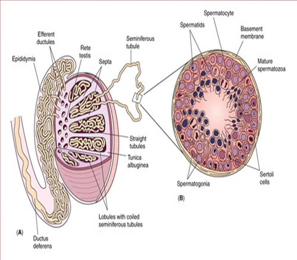 Structures of the male reproductive system Sperm