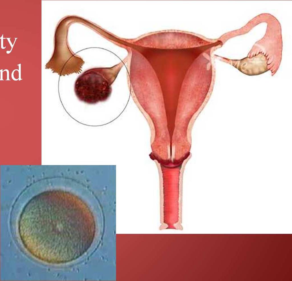 Structures of the Ovary (female gonad) Located in the pelvic cavity About the size of an almond Each ovary contains