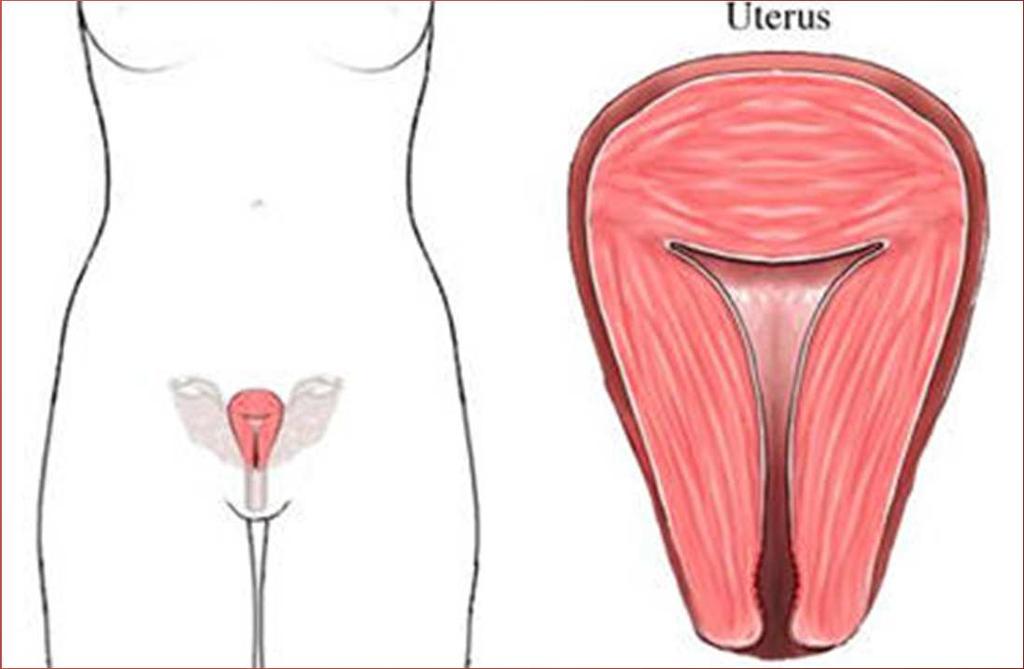 Structures of the Uterus Perimetrium (visceral peritoneum)