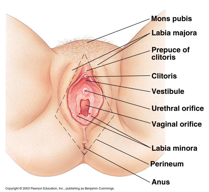 External Genitalia (Vulva) Labia skin folds
