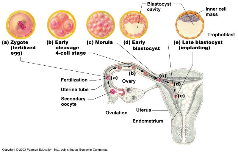 Development from Ovulation to