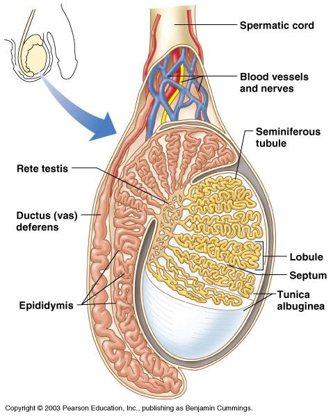 Testes Coverings of the testes (continued) Septa extensions of the