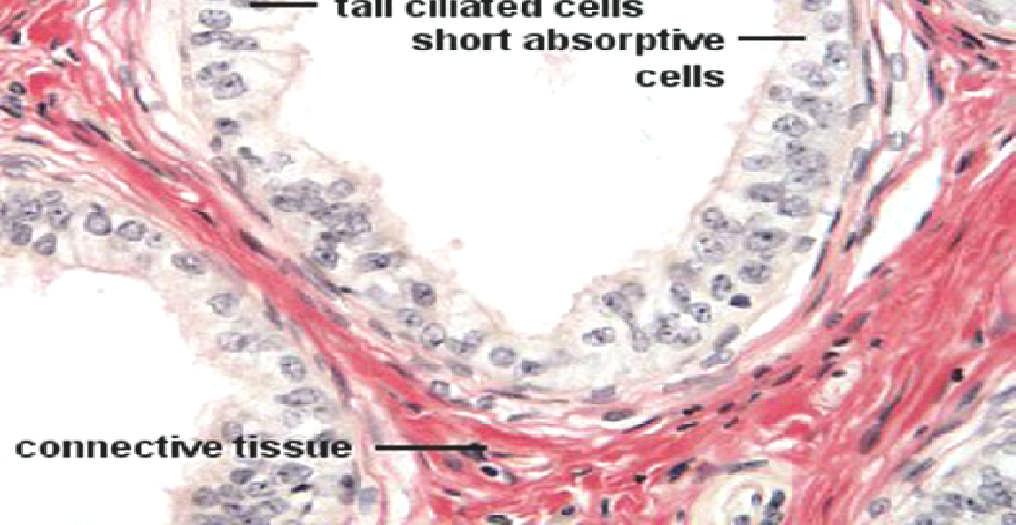 CELLS AND SHORT NON-CILIATED CELLS CILIATED CELLS BEAT TOWARD