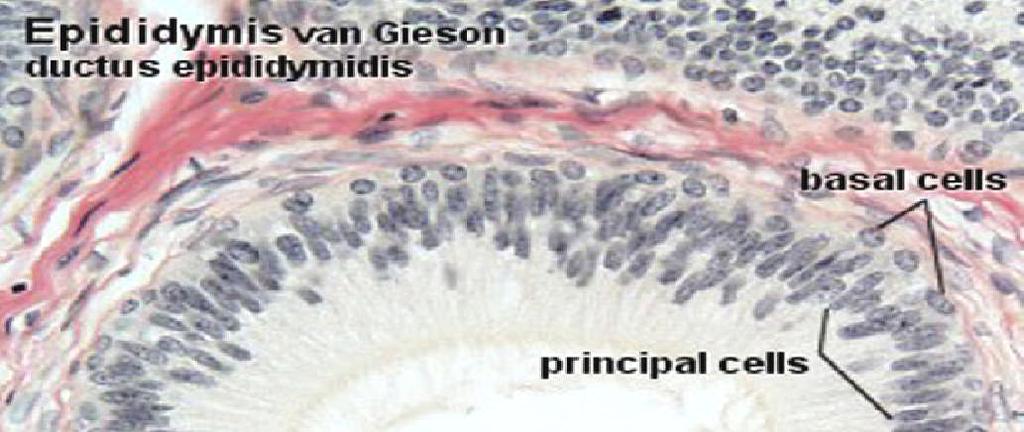 MALE REPRODUCTIVE SYSTEM EPIDIDYMIS RECEIVES EFFERENT DUCTULES DIVIDED