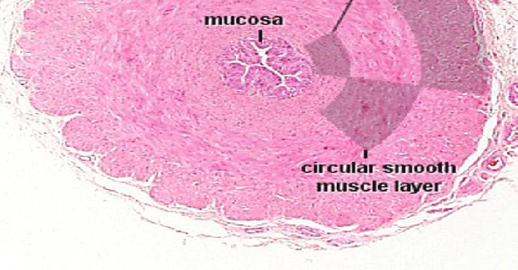 COLUMNAR EPITHELIUM SMOOTH MUSCLE ARRANGED IN 3 LAYERS