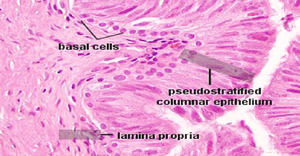 the duct of the seminal vesicle to form the ejaculatory duct Propels sperm from the epididymis to the