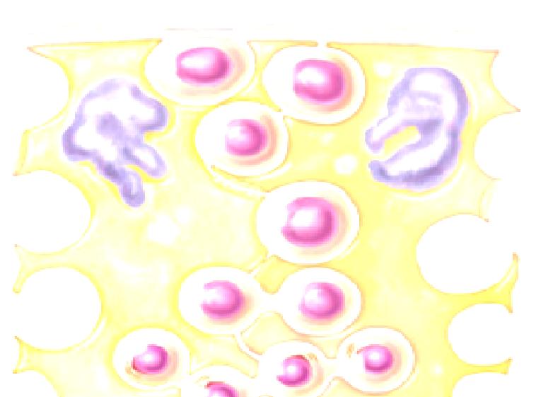 Sustentacular (Sertoli) cells Nurse cells Extend from basal