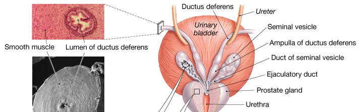 The Ductus