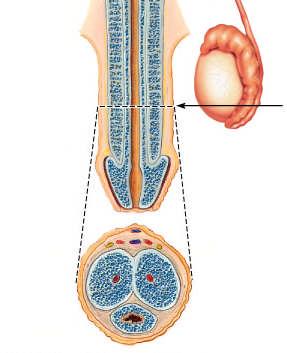 urethra Membranous