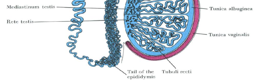 interstitial connective tissue (1) SEMINIFEROUS TUBULES - produce sperm INTERSTITIAL TISSUE -