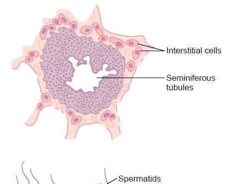 Hormonal Factors That Stimulate Spermatogenesis We shall discuss the role of hormones in reproduction later,