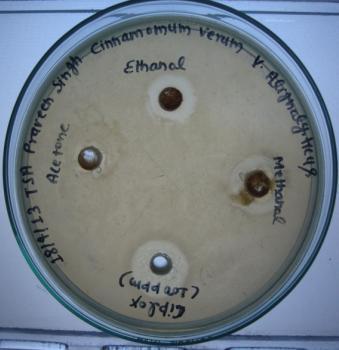 alginolyticus Fig : The antibacterial activity of Cinnamomum verum