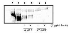 rotein kinase RNA-like ER Kinase (ERK) ERK, predicted molecular weight 125.