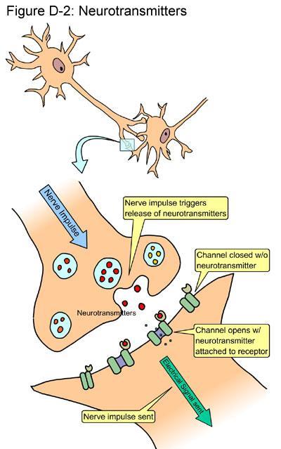Function of synapse 1. Action potential arrives in presynaptic terminus 2. Release of neurotransmitter 3. Neurotransmitter diffuses across synaptic gap 4.