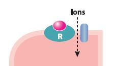 Ligand-gated ion channel receptors Ligand-receptor binding