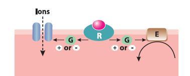 to different ions (Na +, K +, Ca 2+ or Cl - ) Examples: GABA A