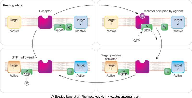 milliseconds G-protein-coupled receptors The most common target