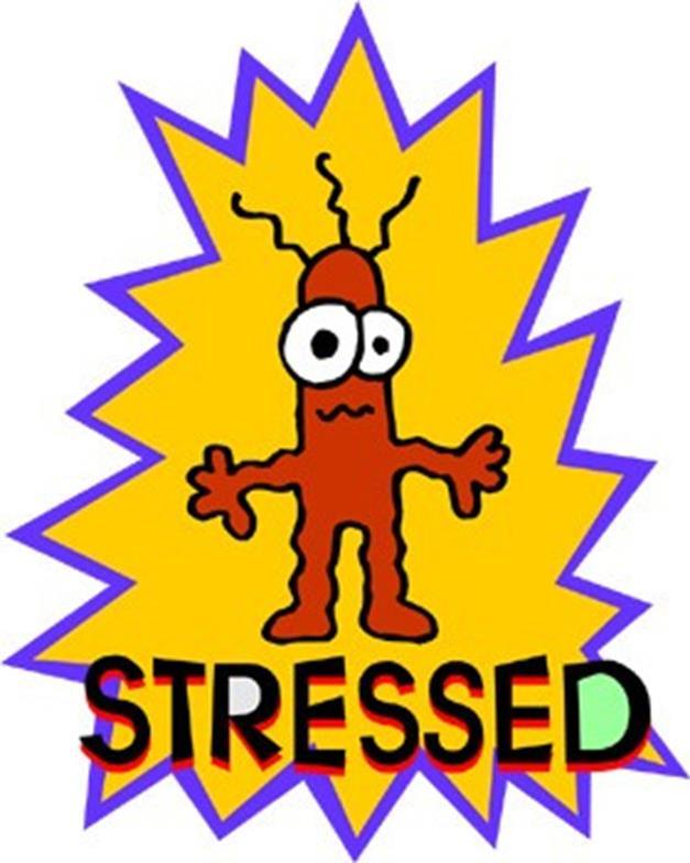 Stress Prevention Strategi