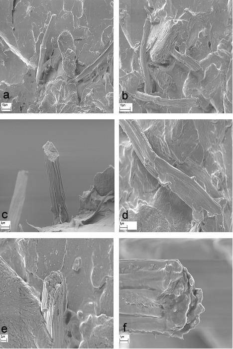 Figure 2: Scanning electron microscopy of fractured surfaces of PMMA-keratin biofiber composites Good impregnation and wetting of the fibers is necessary to completely achieve the reinforcement
