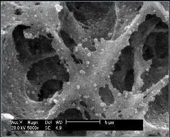 Figure 3: Scanning electron micrograph showing the keratin homogeneously dispersed within a nylon matrix Table 2: Glass Transition Temperature for Keratin