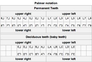 shorthand diagram of the teeth presented as if one is viewing the patient s teeth from in front of them.