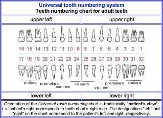 Tooth Numbering Systems The orthodontic office will be communicating with many different general dental offices (as many offices may refer patients for specialty care), oral and maxillofacial surgery