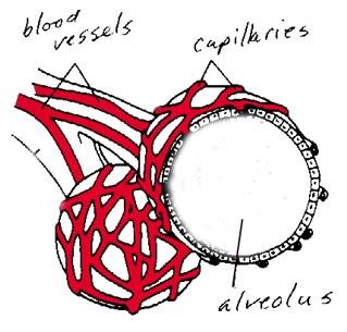 The Alveoli are the site of gas exchange for our Respiratory System Alveolus are one