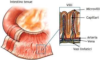 What do the villi of the small intestine and the alveoli of the