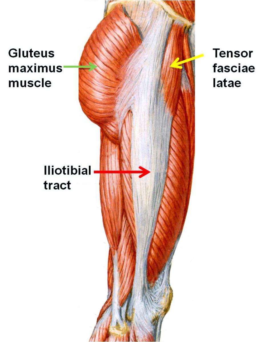 Fig. 3: Lateral view of