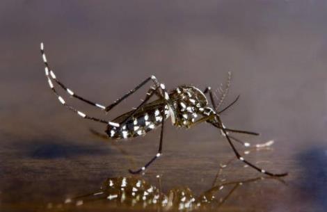 Invasive Aedes Mosquitoes Asian tiger mosquito (Aedes