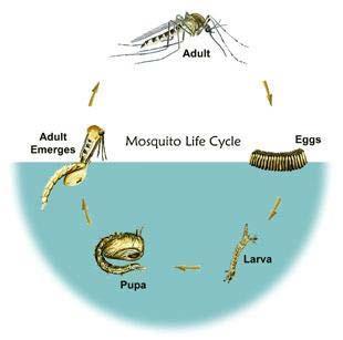 Culex  Aedes