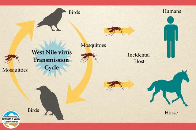 How is West Nile virus spread?
