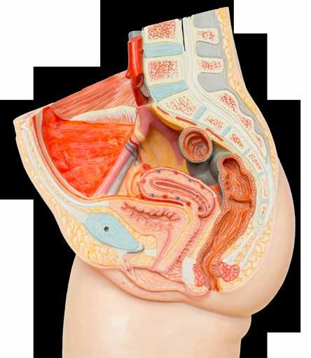 Vertebral column Fimbriae Ovary Fallopian tube Uterus Urinary bladder Pubic bone Urethra Cervix Rectum Vagina Clitoris Labium minora Labium majora Anus