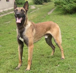 The Belgian Shepherd Dog (Malinois) is a breed of dog, sometimes classified as a variety of the Belgian Shepherd Dog rather