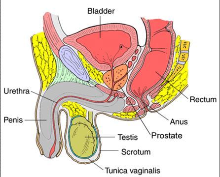 What is the Prostate?