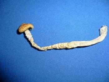 7. Psilocybin Mushrooms Psilocybin mushrooms are fungi that contain the psychedelic substances psilocybin and psilocin, and occasionally other psychoactive tryptamines The experience is typically