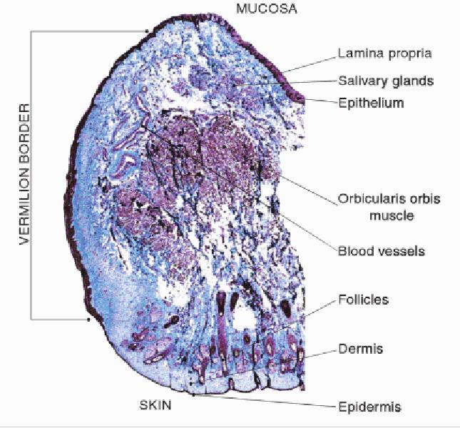 2.2.2 Anatomy and Histology The lips mark the transition zone between skin and oral mucosa, and show distinct histological features.
