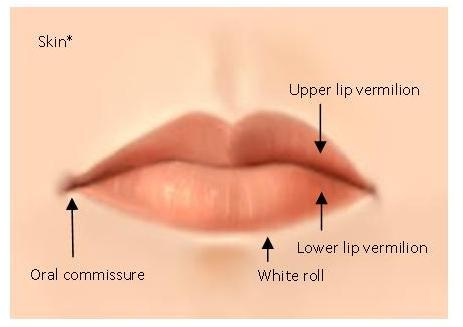 The vermilion, or vermilion border, is the surface covering both lips between the skin-vermilion and the vermilion-oral mucosa junction (figure 1).