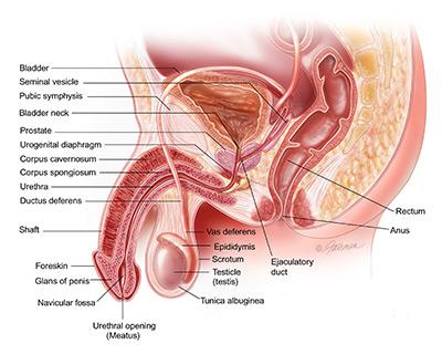 To understand prostate cancer, it helps to know how the prostate normally works. Prostate Anatomy The prostate and seminal vesicles are part of the male reproductive system.