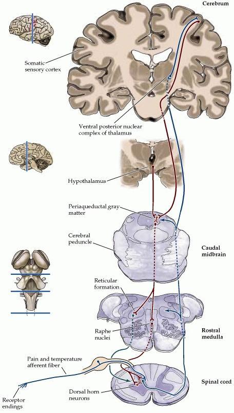 Endogenous Pain Modulation Nerve signals are sent form the somatic sensory cortex and hypothalamus to the