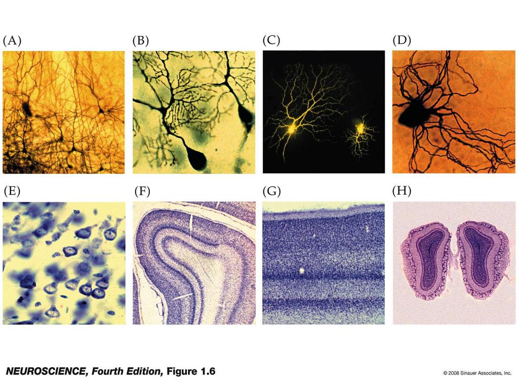 Nerve Cells Very diverse
