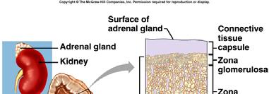 Adrenal Glands Adrenal cortex and medulla are functionally distinct 4 Hormones of the Adrenal Medulla Epinephrine (80%) and Norepinephrine (20%) derived from amino acid tyrosine hormones of fight or