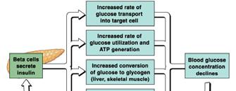 uncertain) 12 Insulin Insulin decreases blood glucose levels by
