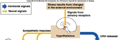 Responses to Stress Exhaustion - lipid reserves - production of glucocorticoids - electrolyte imbalance - damage to vital organs 22 GH