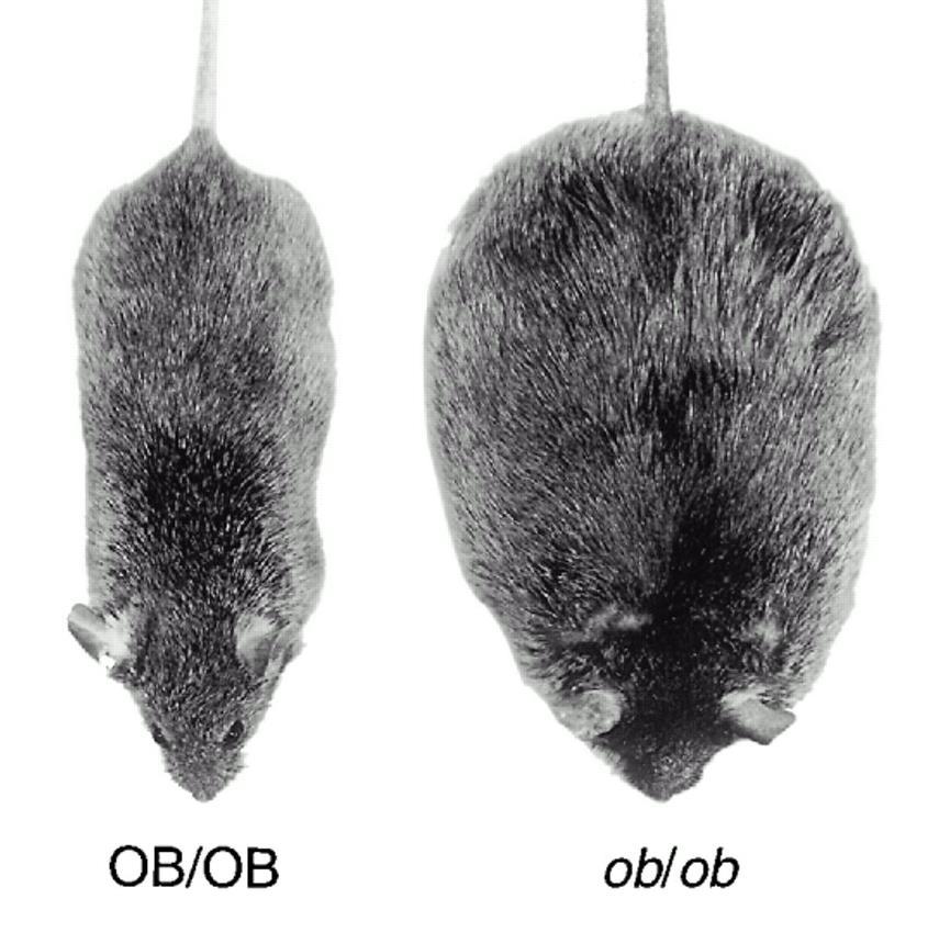 Lean mouse ob/ob