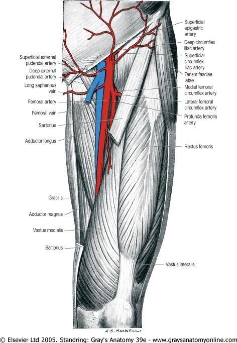 Femoral artery The femoral artery is a large artery in the thigh and the main arterial supply to the leg.
