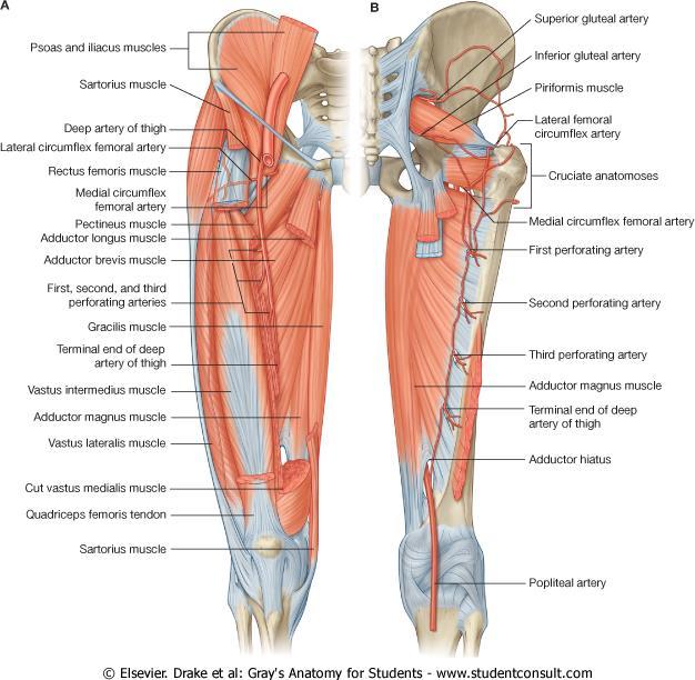 Femoral artery cont The common femoral artery gives off the profunda femoris artery and becomes the superficial femoral artery to descend along the anteromedial part of the thigh in the femoral