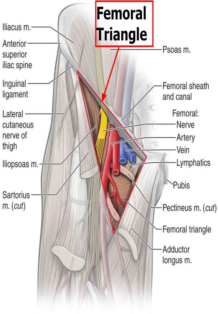 Femoral artery Relations: The relations of the femoral artery are as follows: Anteriorly: In the upper part of its course, it is superficial and is covered by skin and fascia.