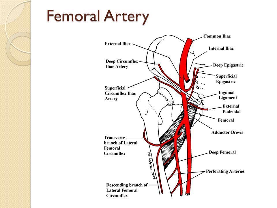 Femoral artery BRANCHES: The femoral artery gives off several branches in the thigh which include; The superficial circumflex iliac artery is a small branch that runs up to the region of the anterior
