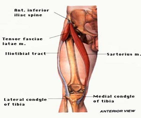 ANTERIOR COMPARTMENT MUSCLE Sartorius: Is a long strap like and the most superficial muscle of the thigh desends obliquely Is making one of the tendon of Pes anserinus.